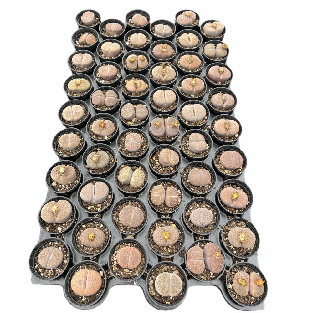 Lithops aucampiae L. Bolus Bulk 54 Tray - 2in Pot mini ornamental plant  
