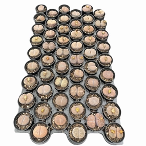 Lithops aucampiae L. Bolus Bulk 54 Tray - 2in Pot mini ornamental plant  