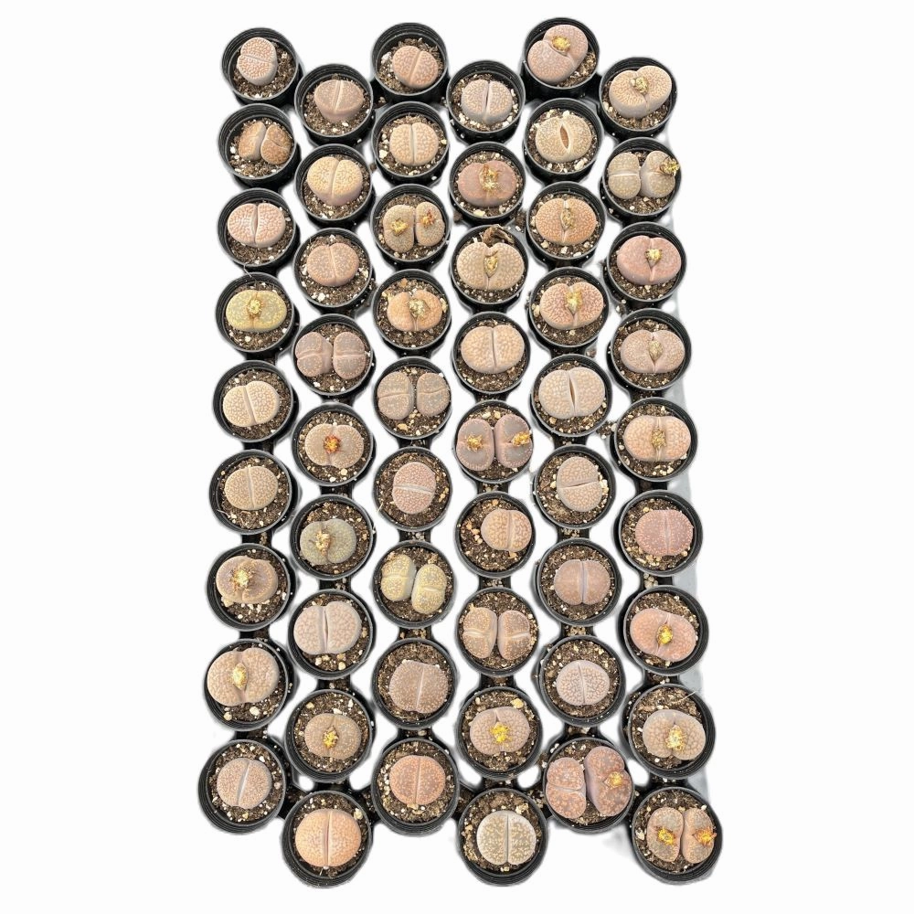 Lithops aucampiae L. Bolus Bulk 54 Tray - 2in Pot