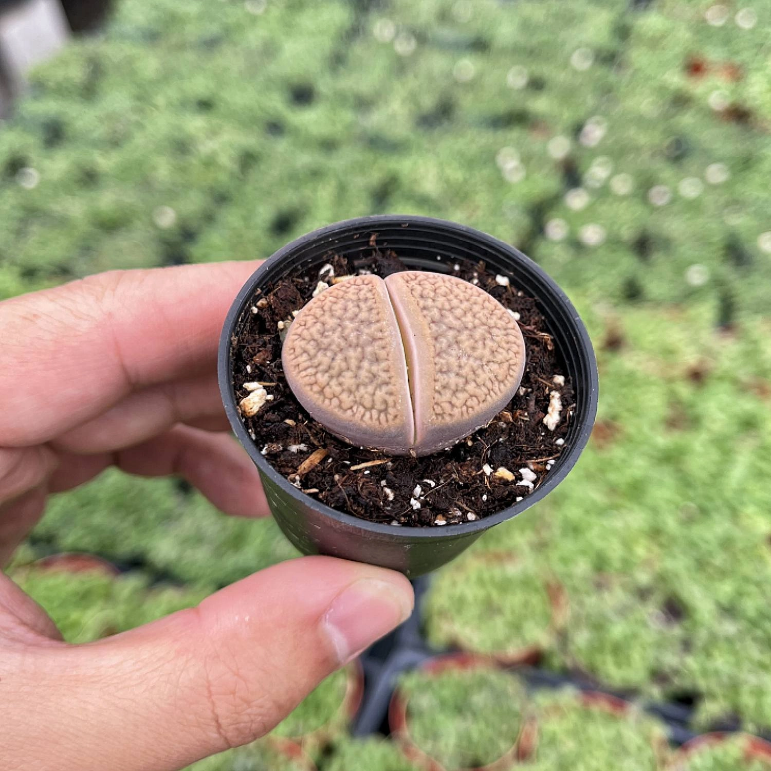 Lithops aucampiae L. Bolus