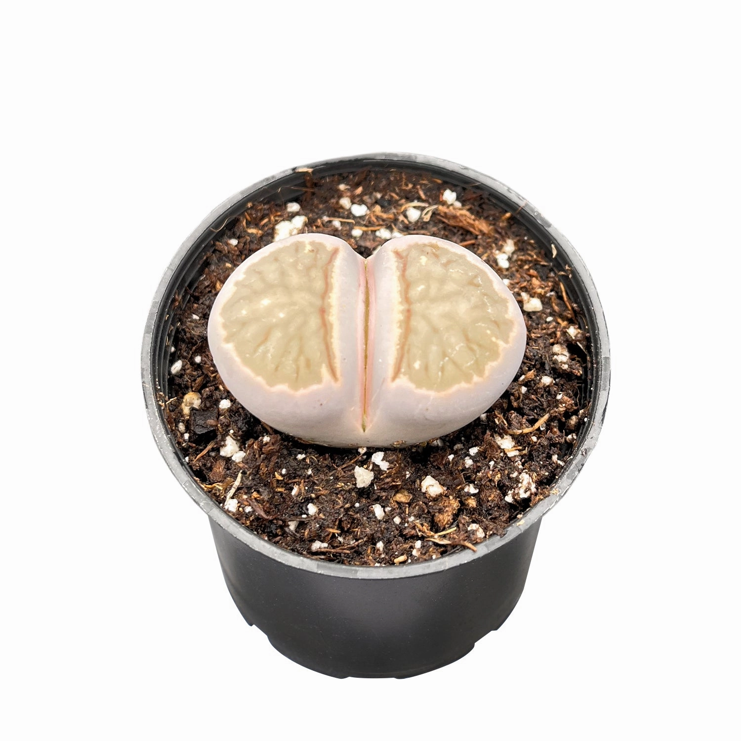 Lithops bromfieldii var. glaudinae