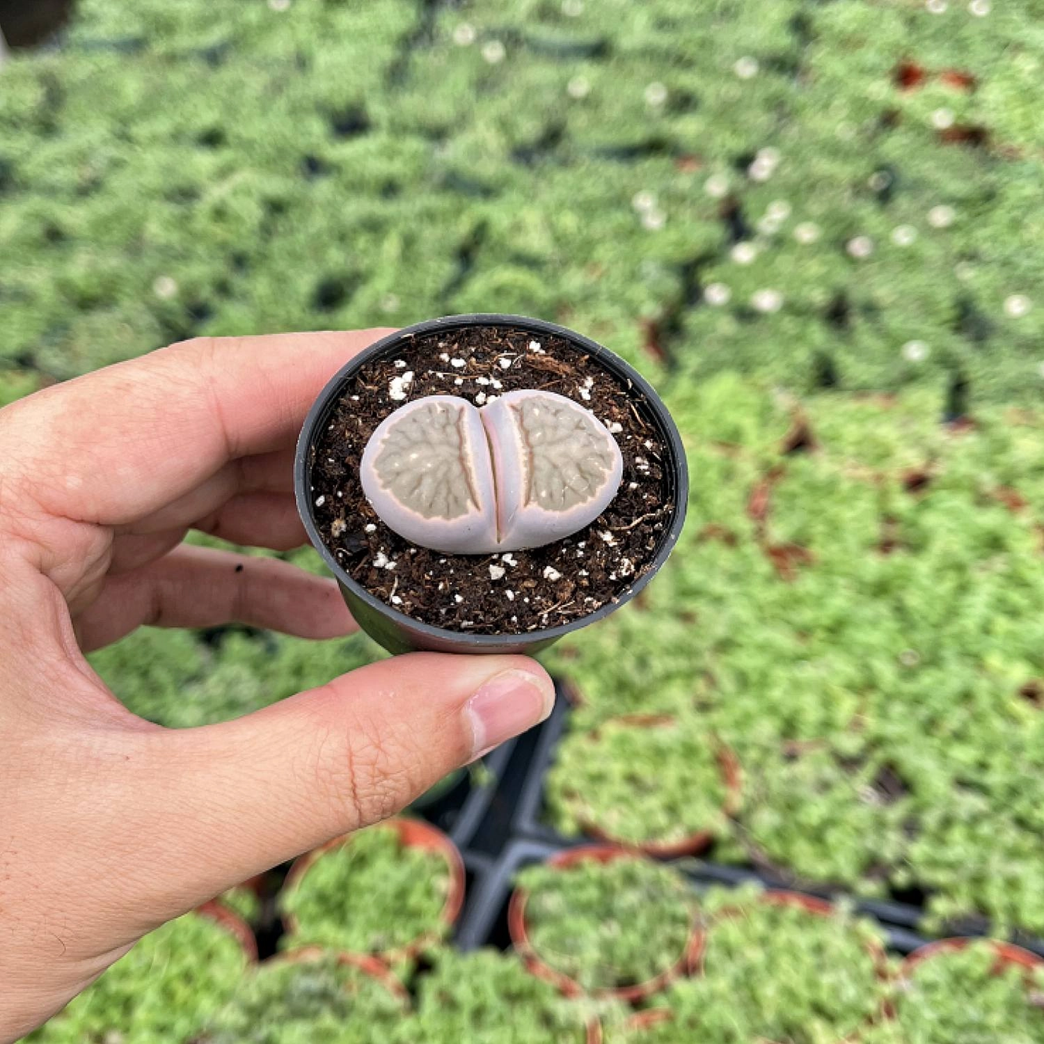 Lithops bromfieldii var. glaudinae