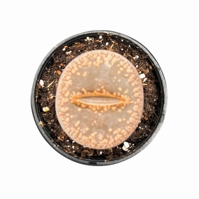 Lithops hookeri v. hookeri mini ornamental plant  