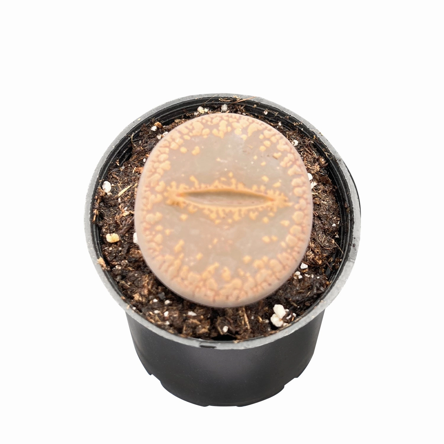Lithops hookeri v. hookeri
