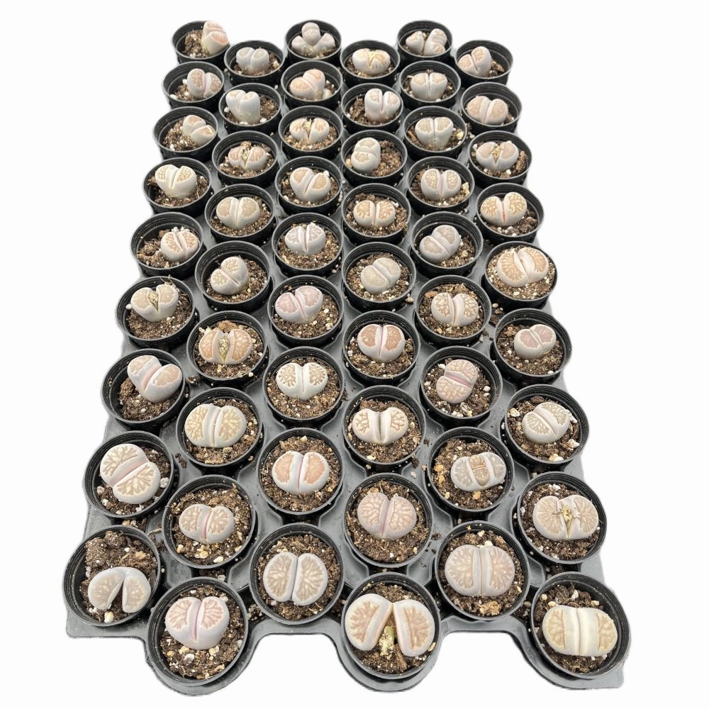 Lithops julii 'Kikusiyo Giyoku' Bulk 54 Tray - 2in Pot mini ornamental plant  