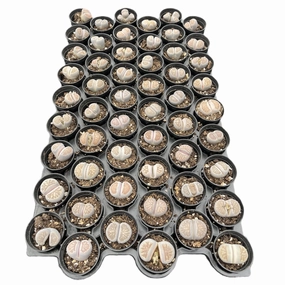 Lithops julii 'Kikusiyo Giyoku' Bulk 54 Tray - 2in Pot mini ornamental plant  