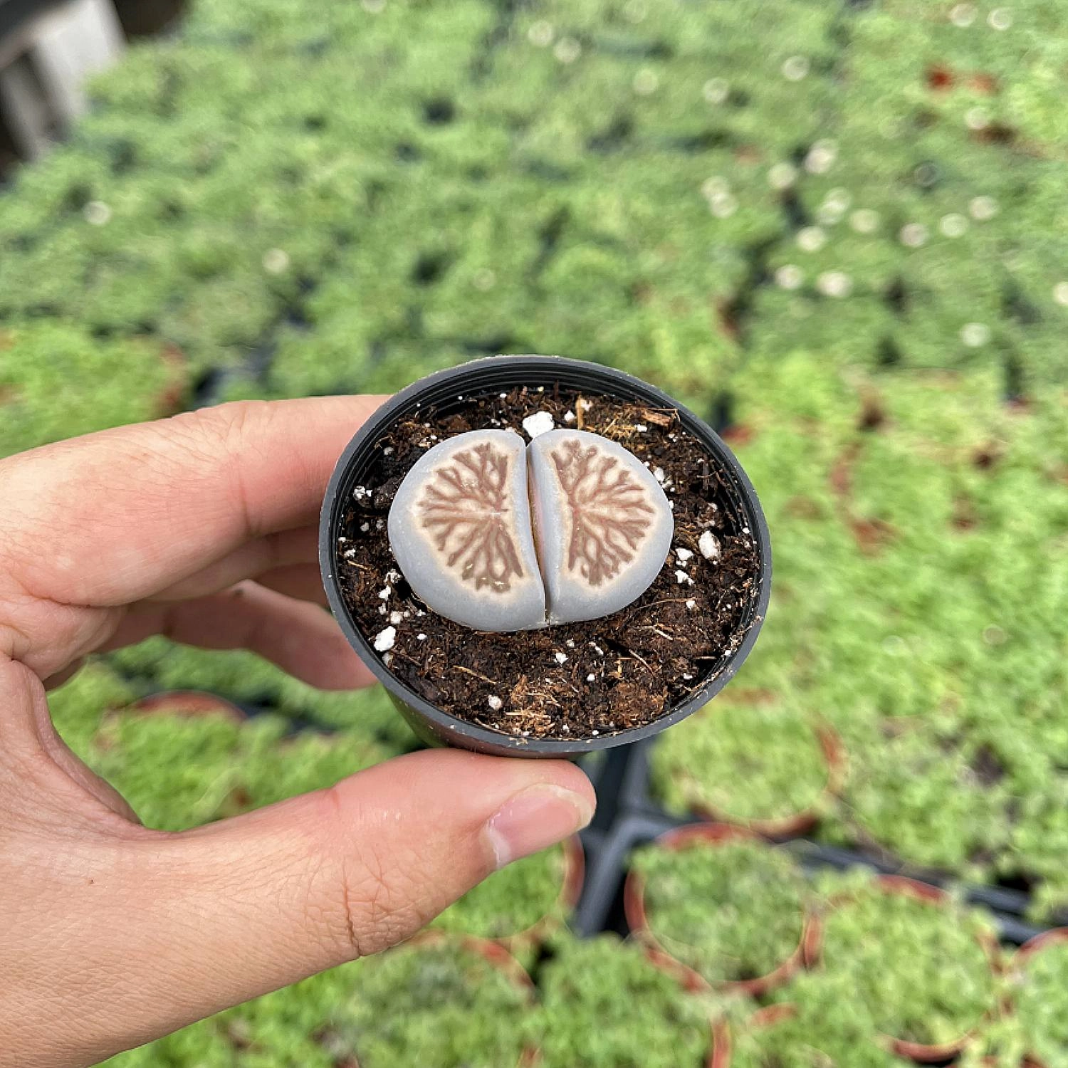 Lithops julii 'Kikusiyo Giyoku' (Rare)