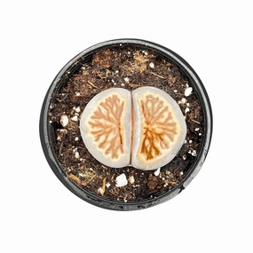 Lithops julii 'Kikusiyo Giyoku' (Rare) mini ornamental plant  