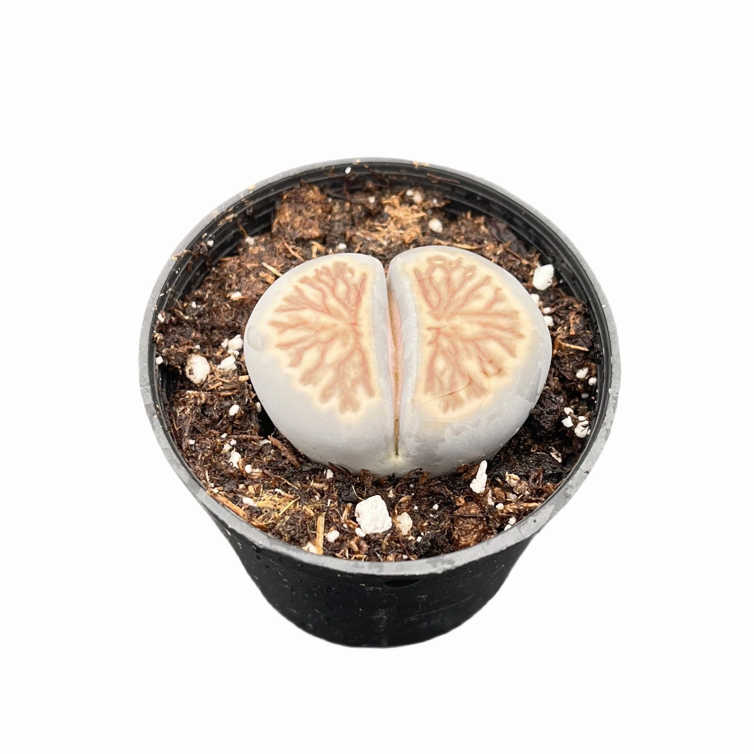 Lithops julii 'Kikusiyo Giyoku' (Rare)