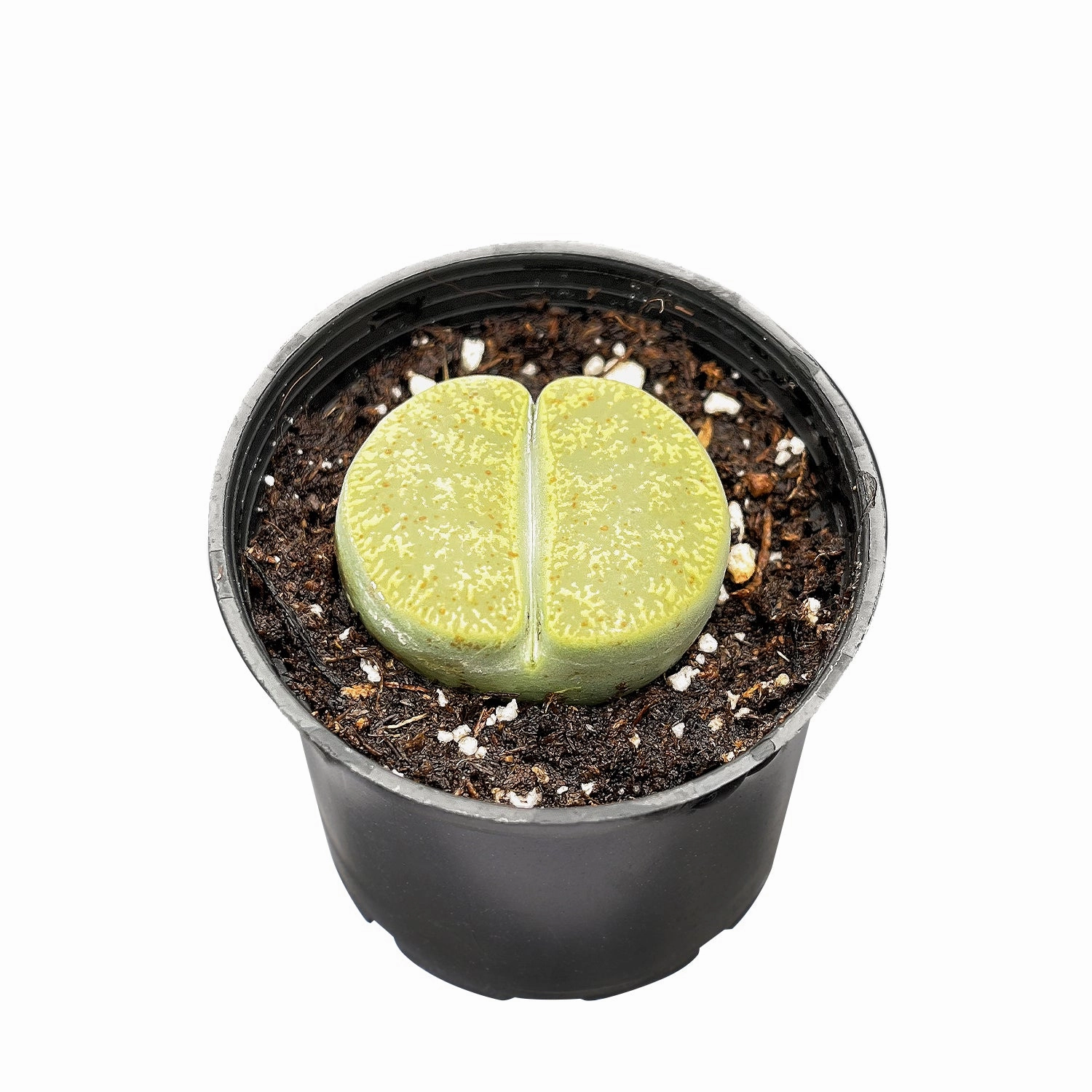 Lithops lesliei 'Greenhorn'