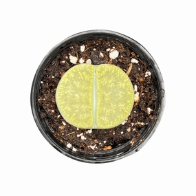 Lithops lesliei 'Greenhorn' mini ornamental plant  