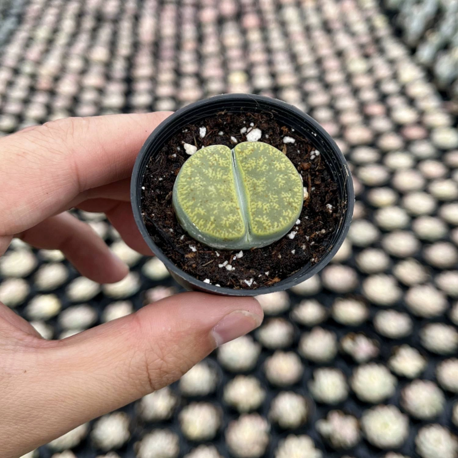 Lithops lesliei 'Greenhorn'