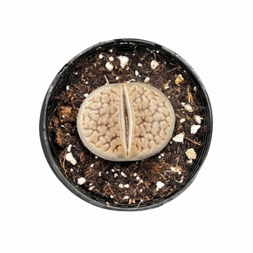 Lithops Lesliei mini ornamental plant  