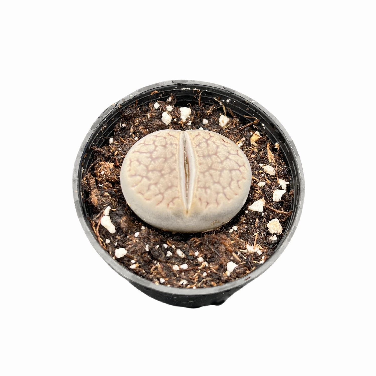 Lithops Lesliei