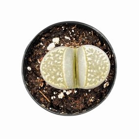 Lithops marmorata v. marmorata mini ornamental plant  