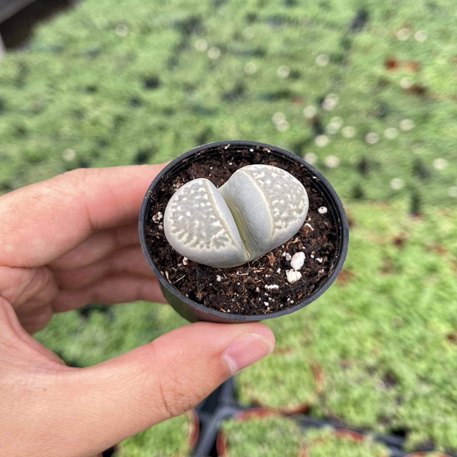Lithops marmorata v. marmorata