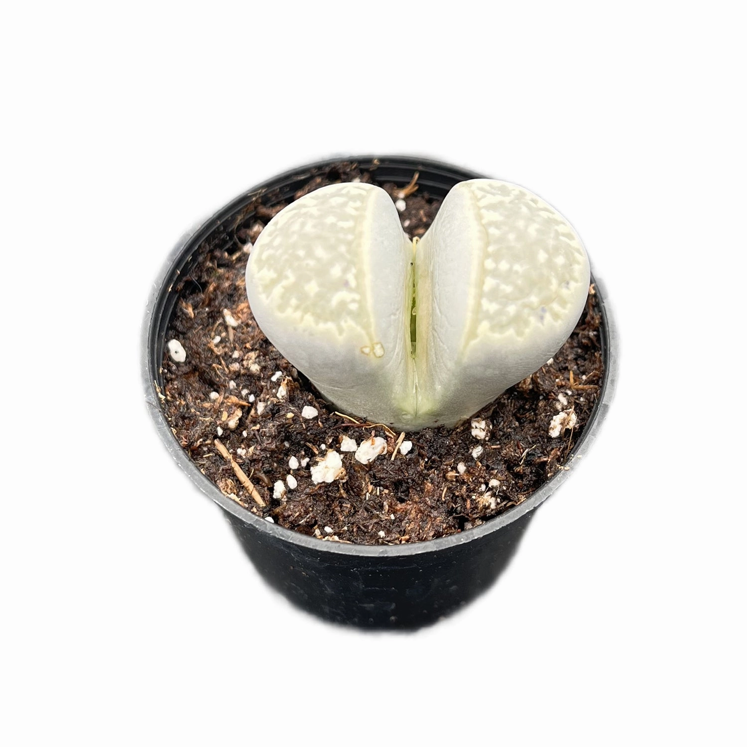 Lithops marmorata v. marmorata