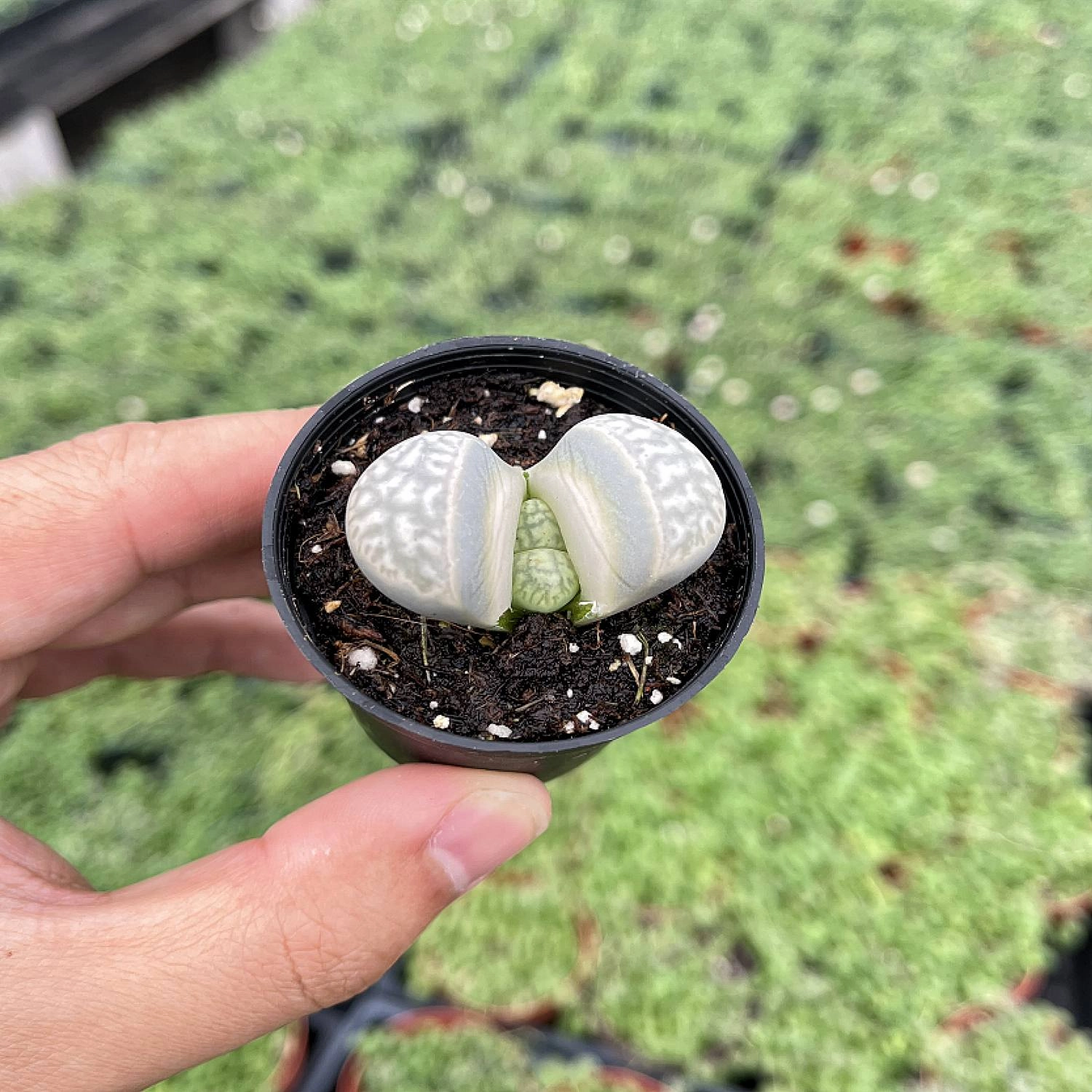 Lithops otzeniana Nel