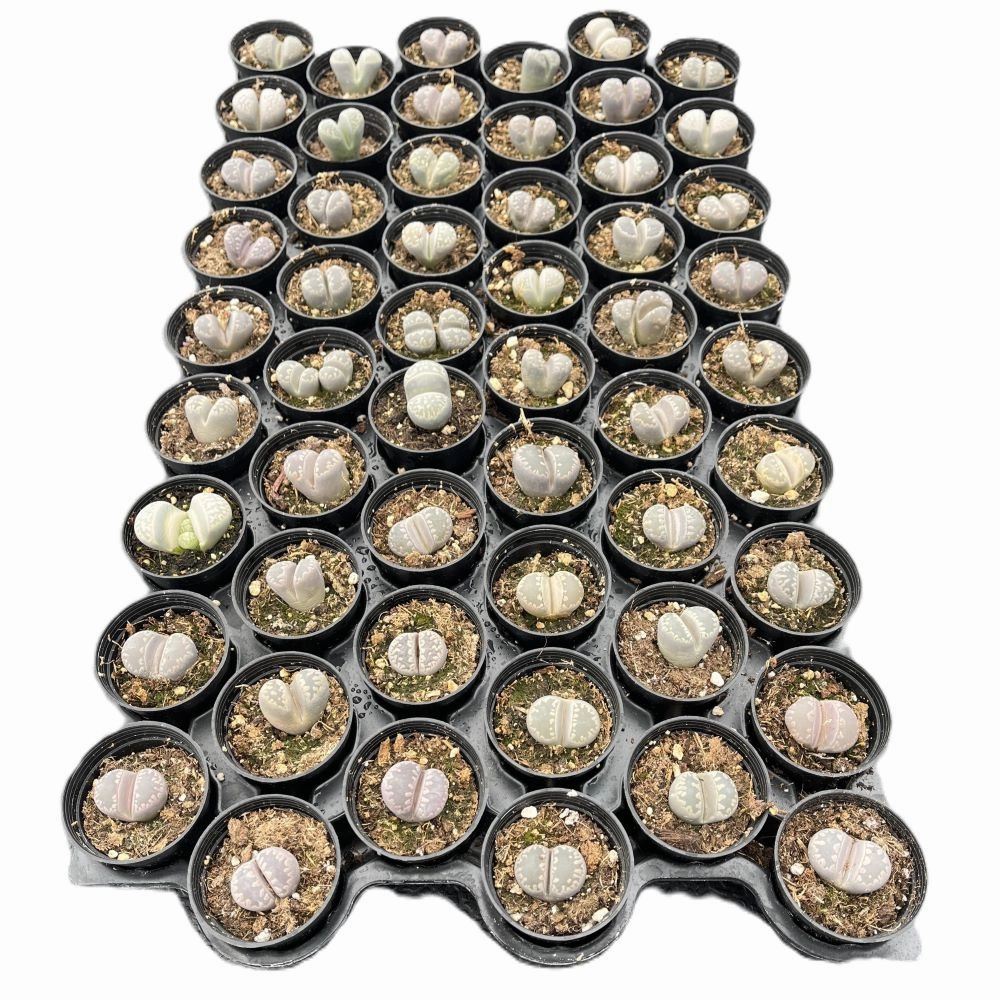 Lithops otzeniana Nel Bulk 54 Tray - 2in Pot mini ornamental plant  