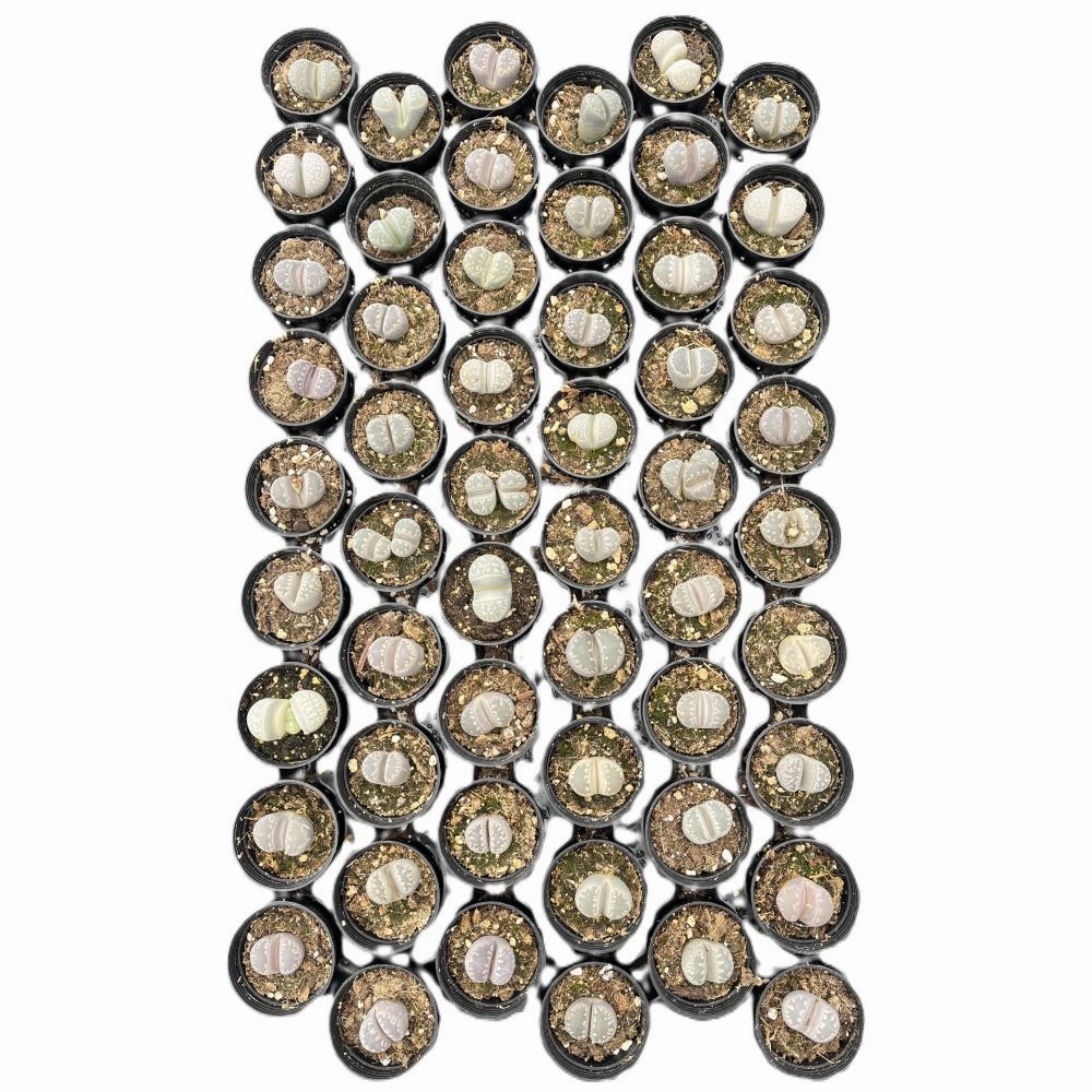 Lithops otzeniana Nel Bulk 54 Tray - 2in Pot