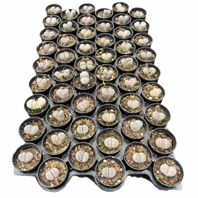 Lithops otzeniana Nel Bulk 54 Tray - 2in Pot mini ornamental plant  