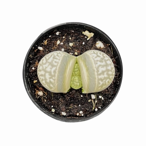 Lithops otzeniana Nel mini ornamental plant  
