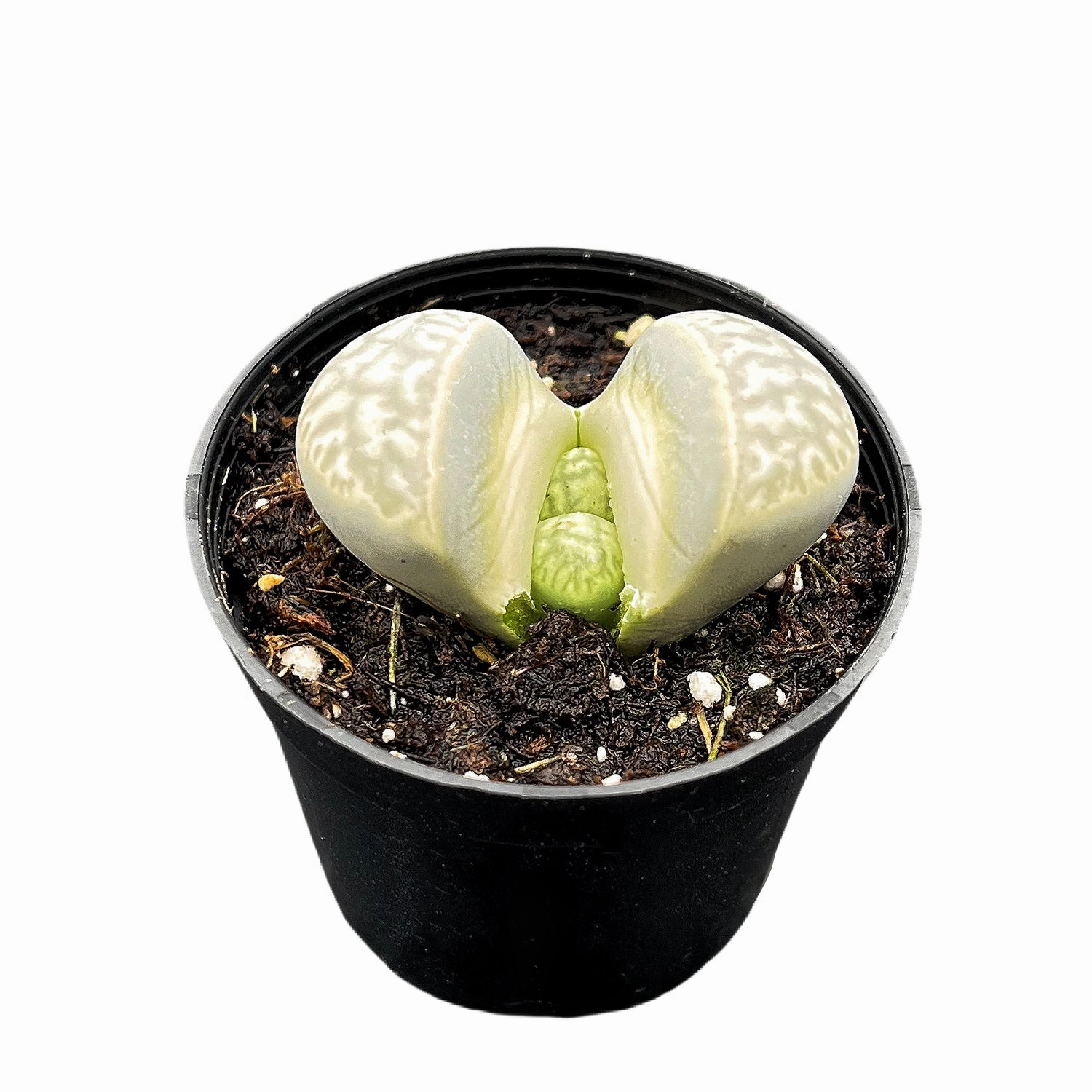 Lithops otzeniana Nel