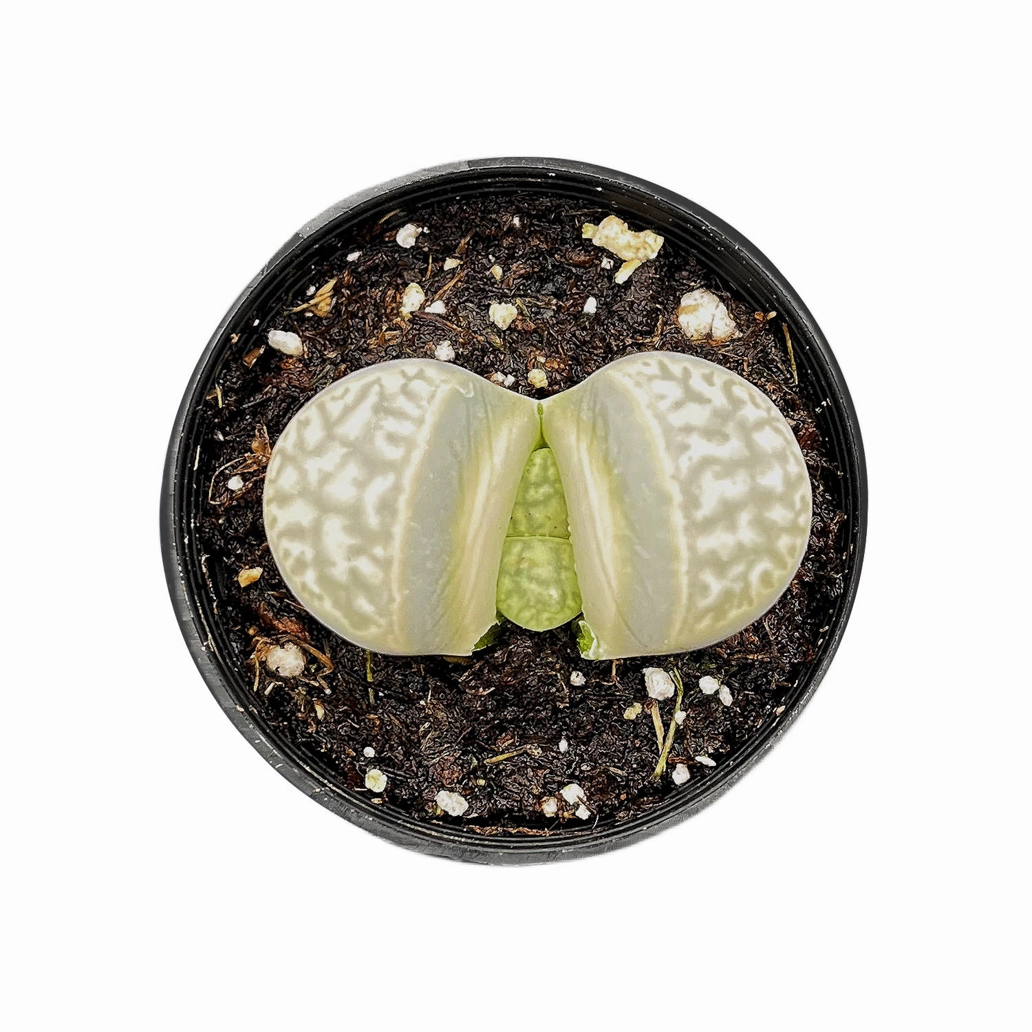 Lithops otzeniana Nel mini ornamental plant  