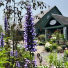 Little Adder Anise Hyssop | Agastache rugosa traditional flower vase  
