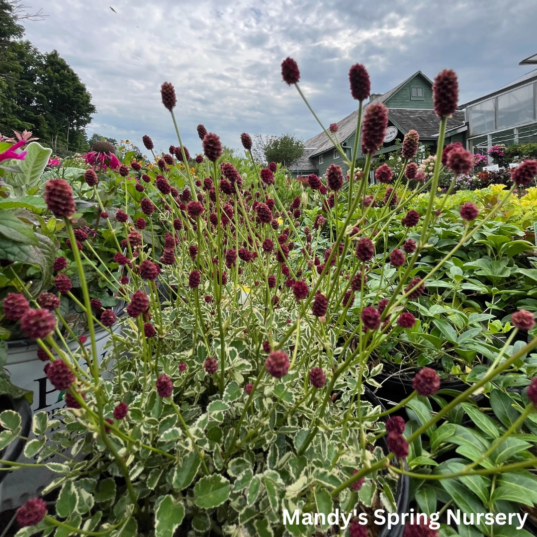 Little Angel Burnet | Sanguisorba officinalis traditional flower vase  