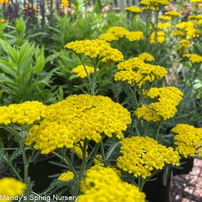  sun perennials
