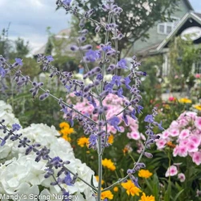 Little Spire Russian Sage | Perovskia atriplicifolia traditional flower vase  
