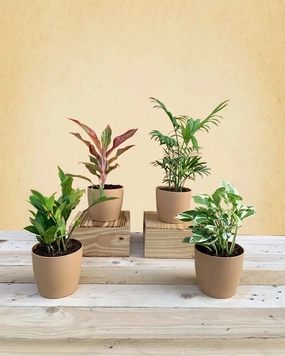 Living Room Plants Combo medium flower pot  