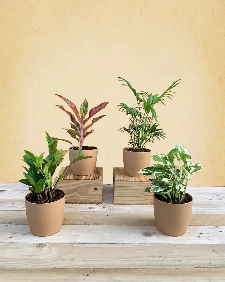 Living Room Plants Combo medium flower pot  