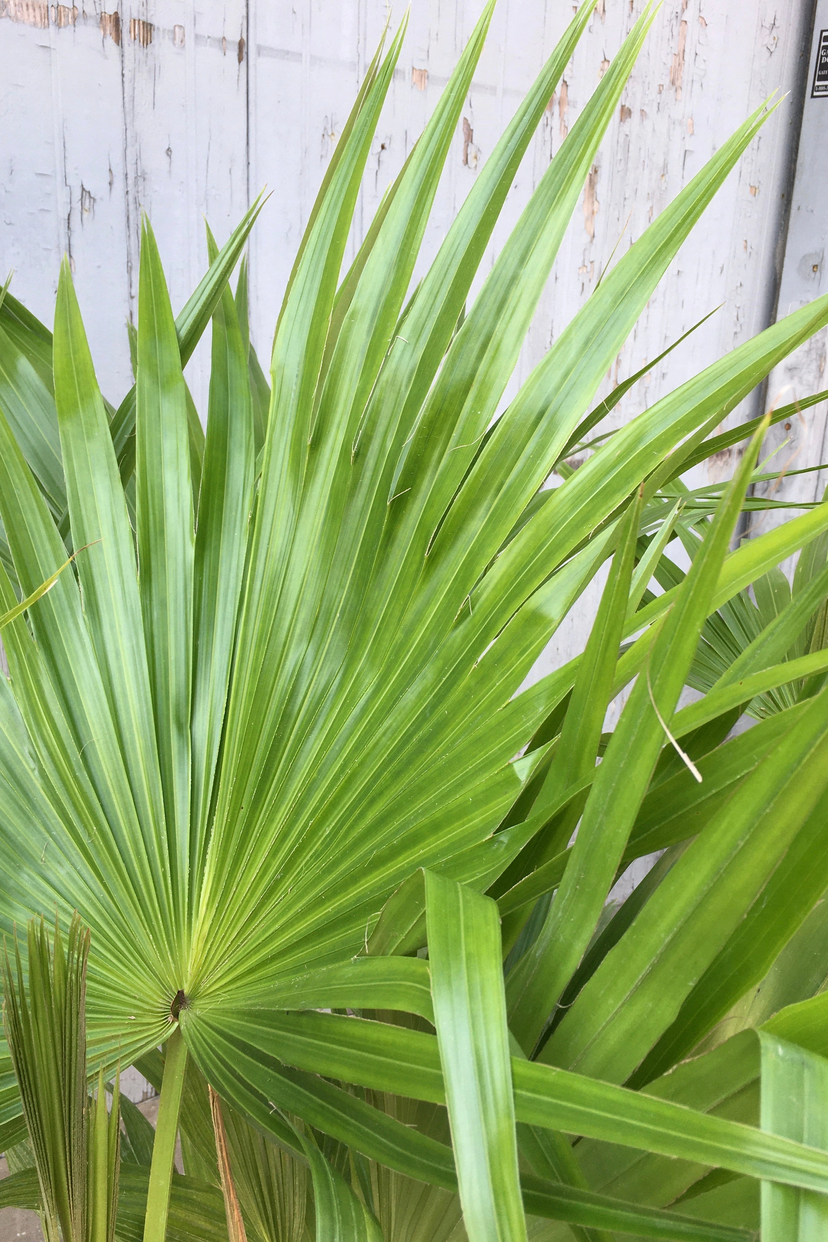 Livistona chinensis 10"
