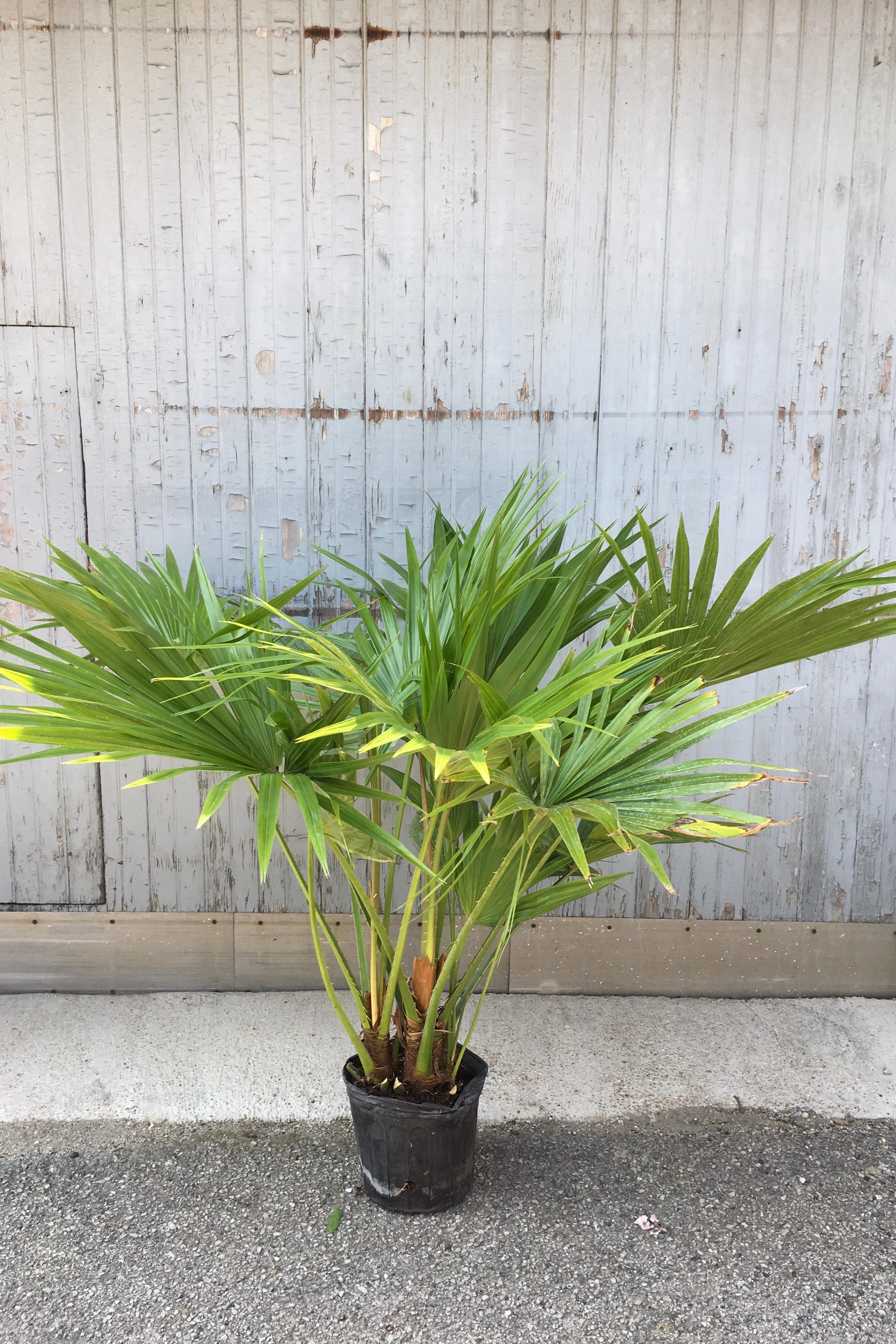 Livistona chinensis 10"