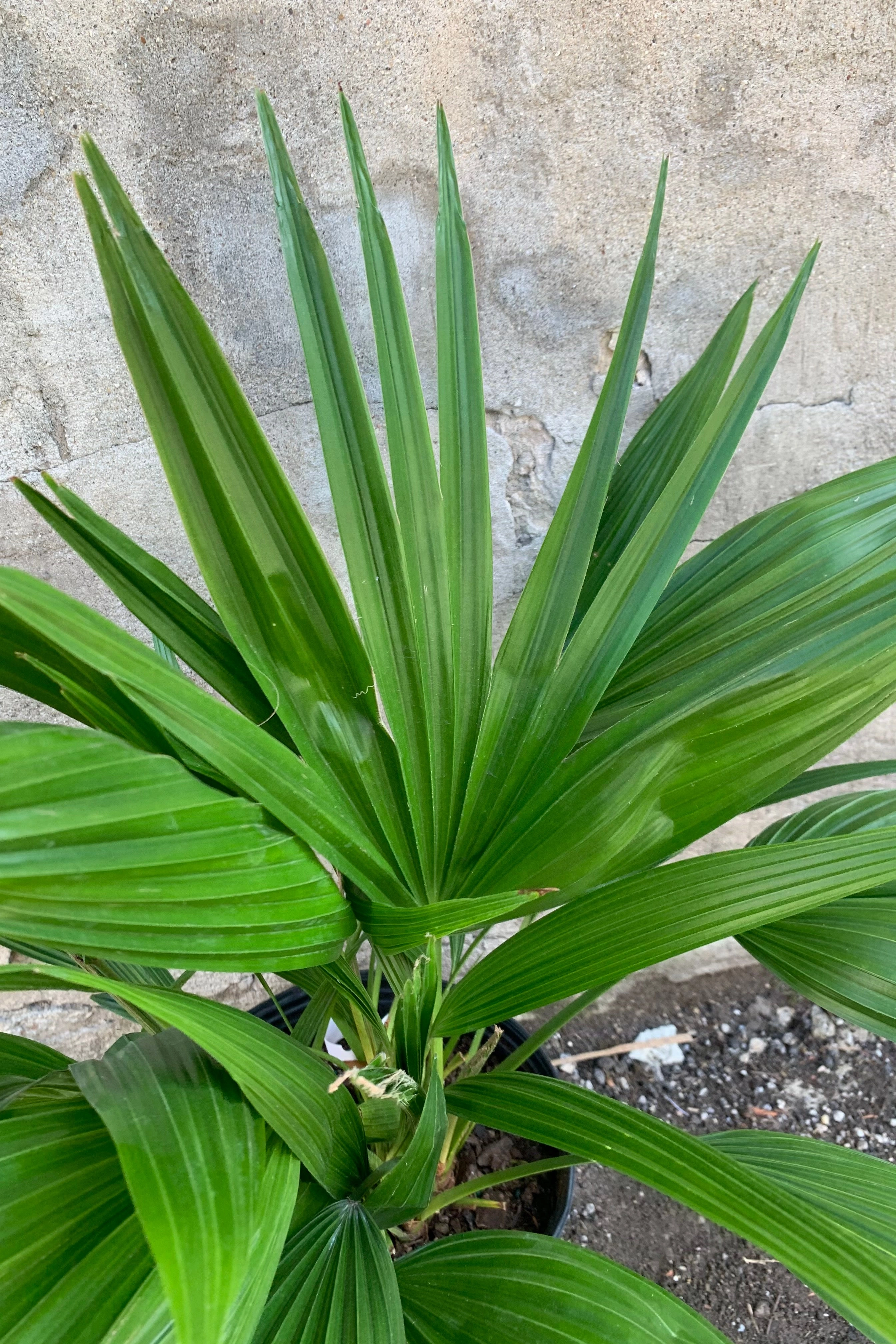 Livistona chinensis 10" medium flower pot  