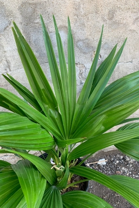 Livistona chinensis 10" medium flower pot  