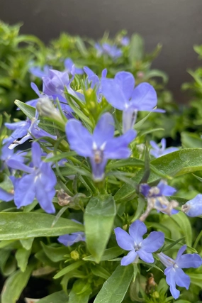 Lobelia (assorted) 4.5" decorative flowerpot  