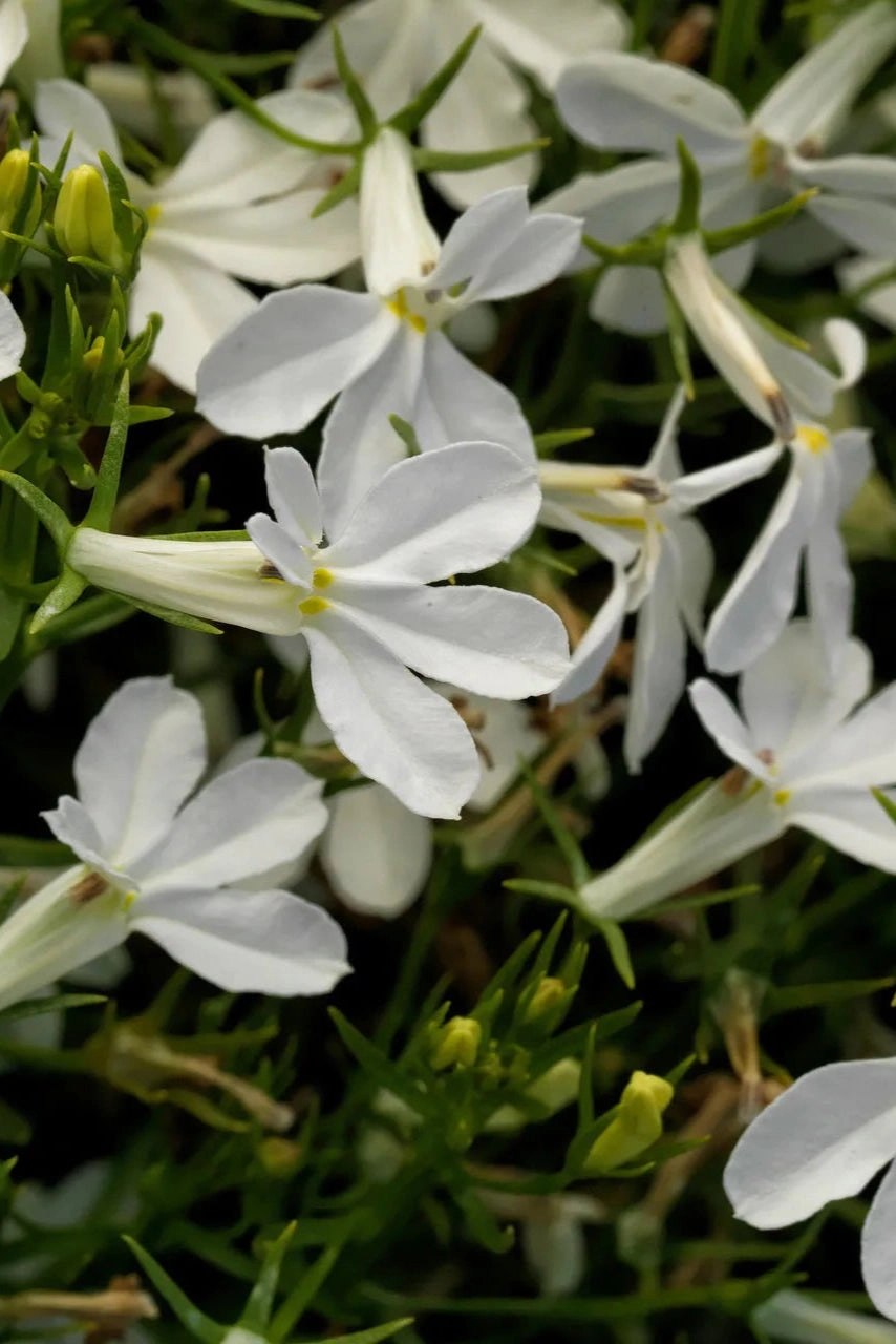 Lobelia (assorted) 4.5"