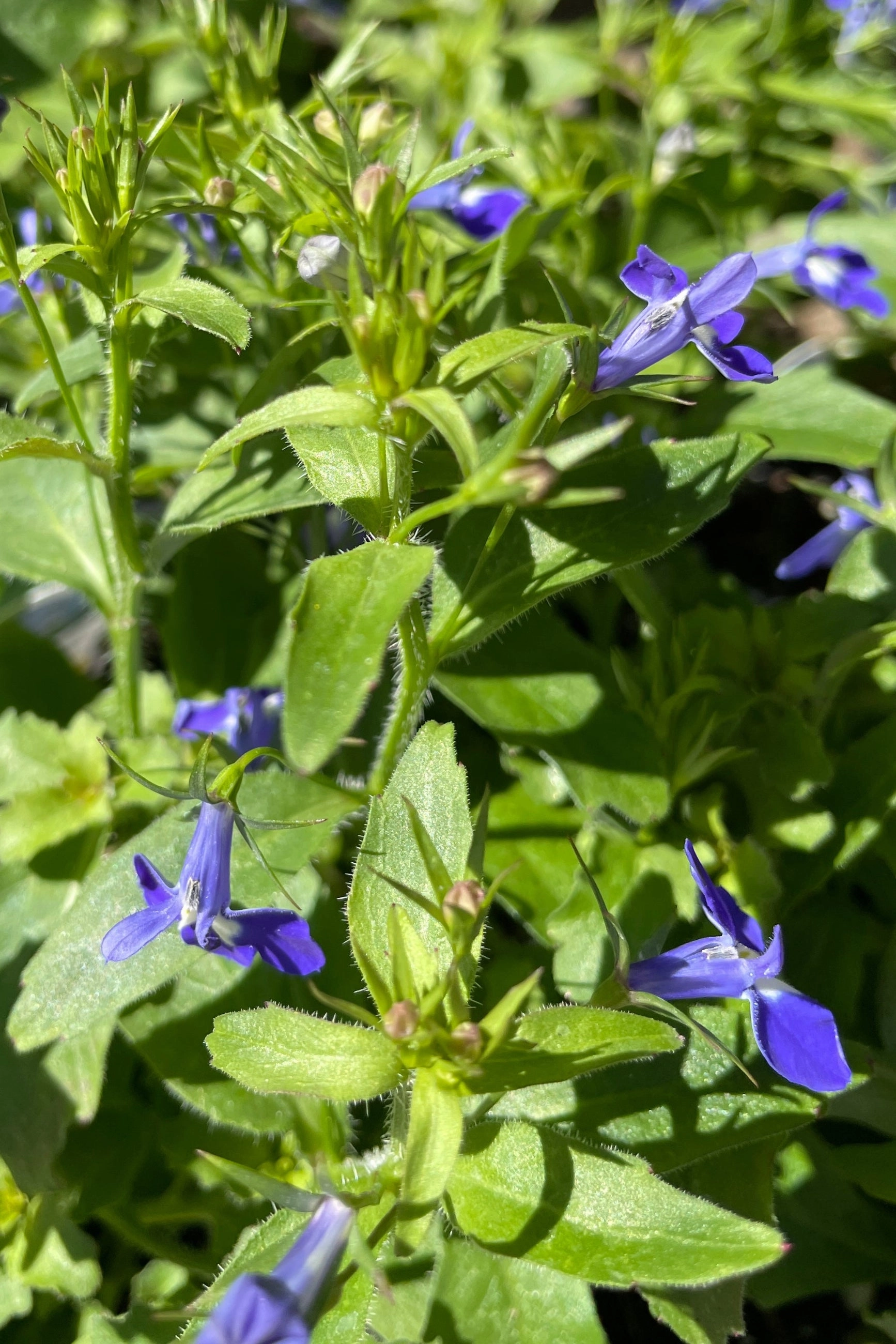 Lobelia (assorted) 4.5"
