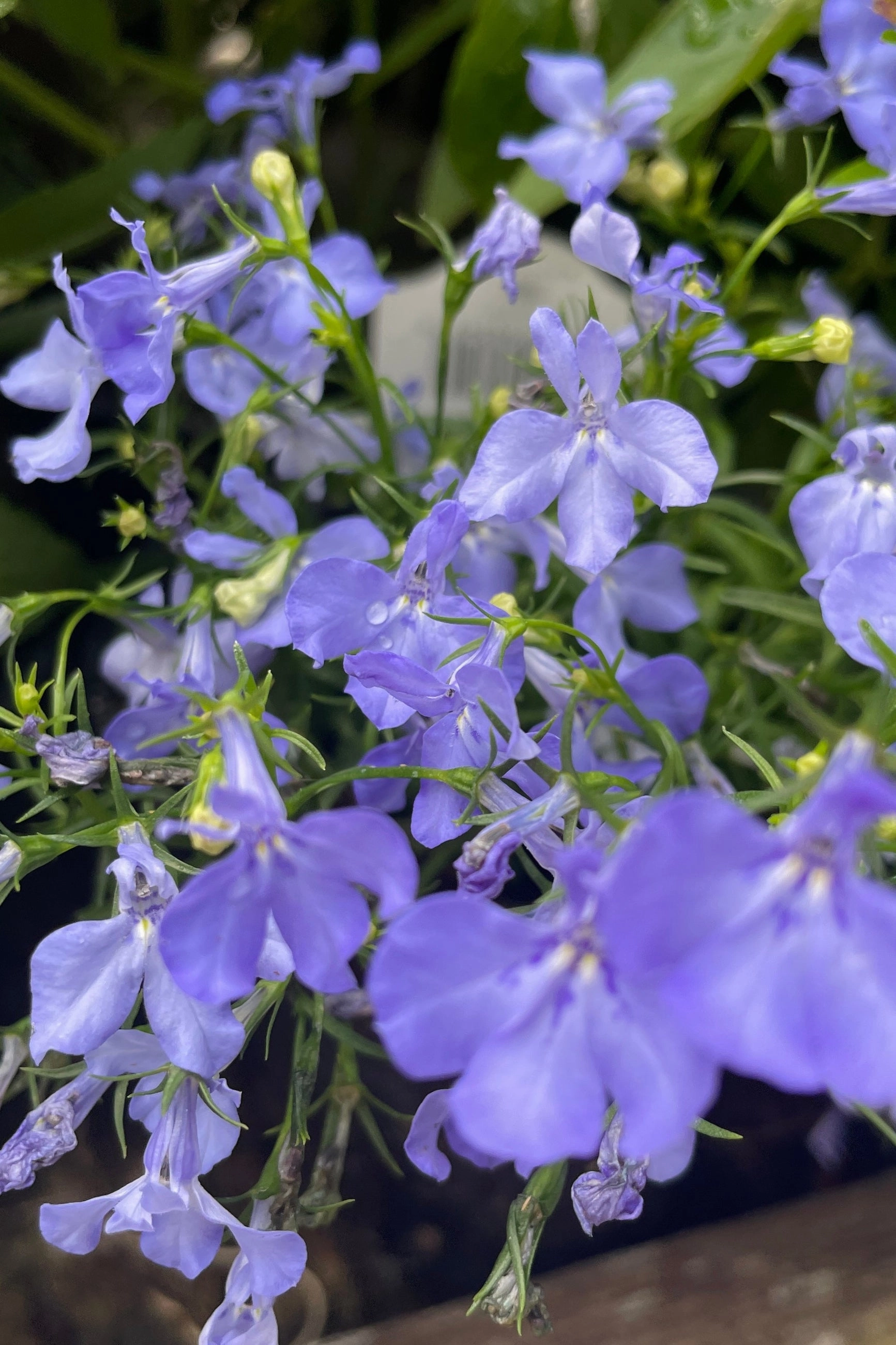 Lobelia (assorted) 4.5"