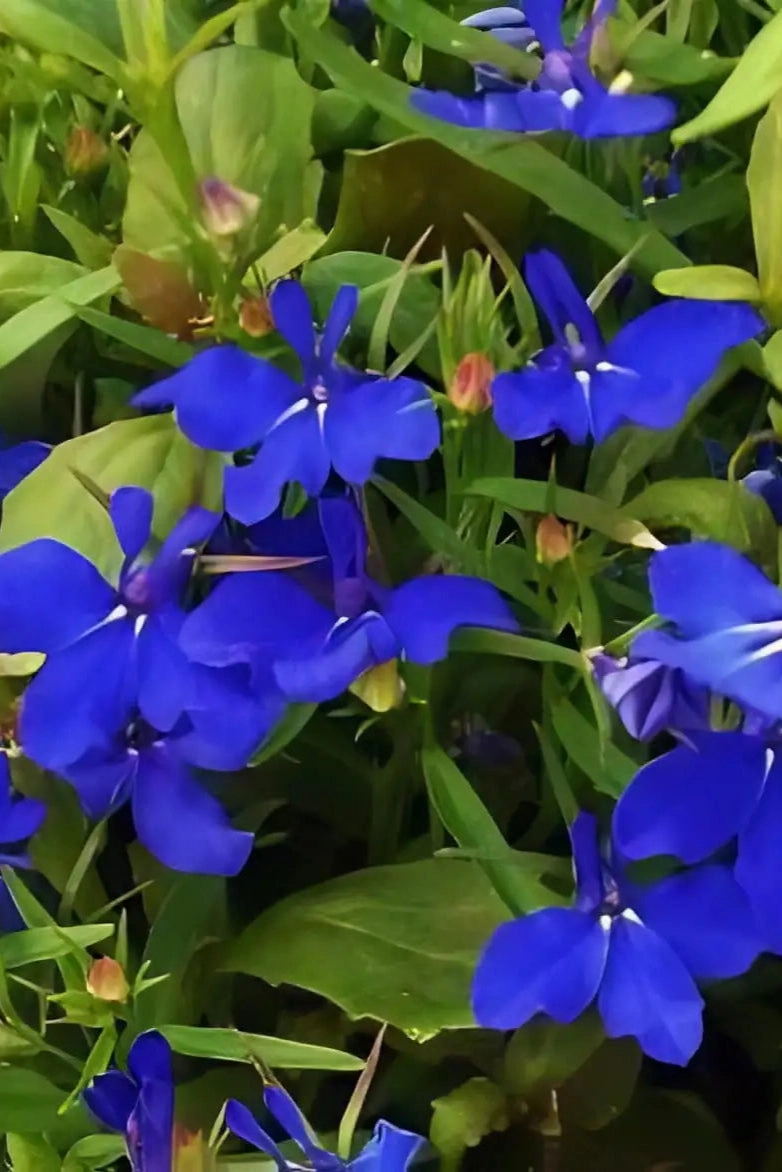Lobelia (assorted) 4.5"