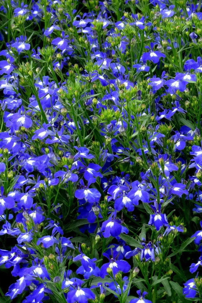 Lobelia (assorted) 4.5"