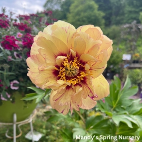 Lollypop Itoh Peony | Paeonia traditional flower vase  