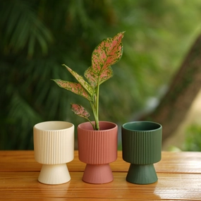 Long Okhli Shape With Glossy Finish Ceramic Planter shade perennial  