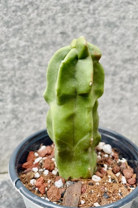 Lophocereus schottii monstrose 'Totem Pole Cactus" 4.5" medium flower pot  