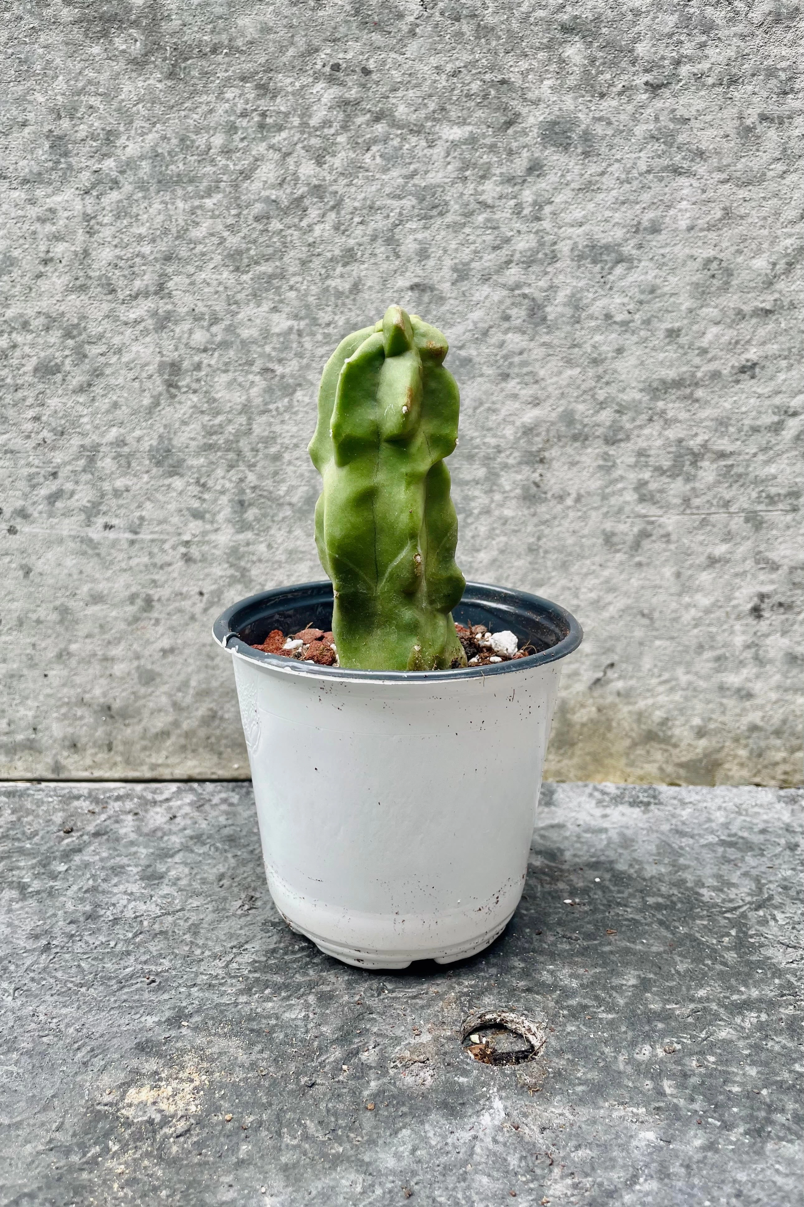 Lophocereus schottii monstrose 'Totem Pole Cactus" 4.5"