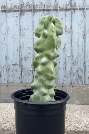 Lophocereus schottii monstrose 'Totem Pole Cactus" #5 medium flower pot  