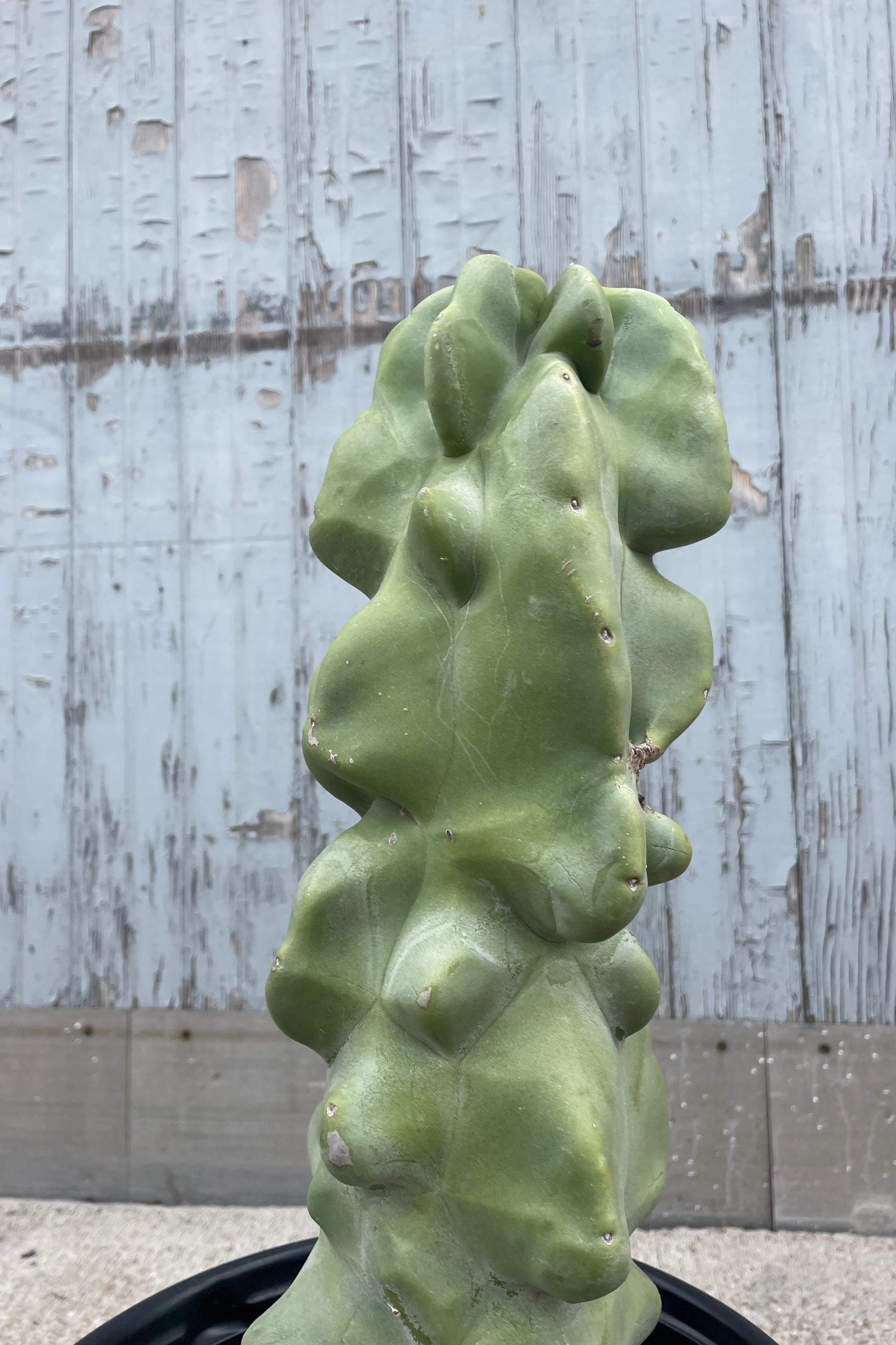 Lophocereus schottii monstrose 'Totem Pole Cactus" #5